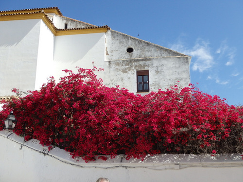 Bougainville.